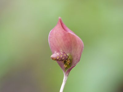 Ariopsis peltata, photographed by Dinesh Valke