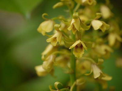 Eulophia ochreata, photographed by Dinesh Valke