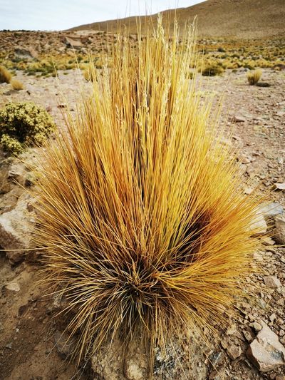 Festuca chrysophylla, photographed by Aira Francisca Faúndez Fallau