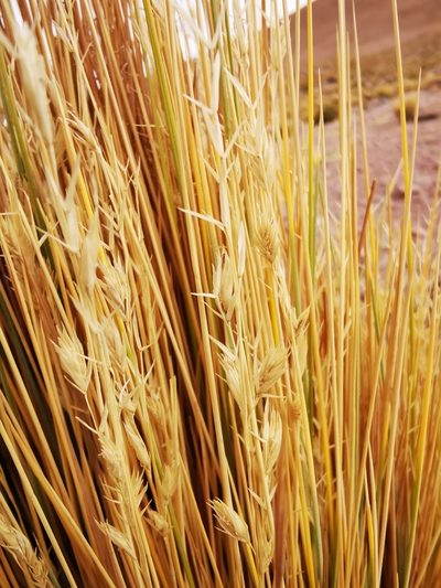 Festuca chrysophylla, photographed by Aira Francisca Faúndez Fallau
