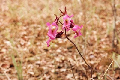 Eulophia cucullata, photographed by i_c_riddell