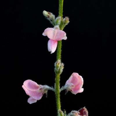 Tephrosia onobrychoides, photographed by Jaime González