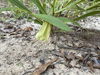 Asimina angustifolia, photographed by Alan Weakley