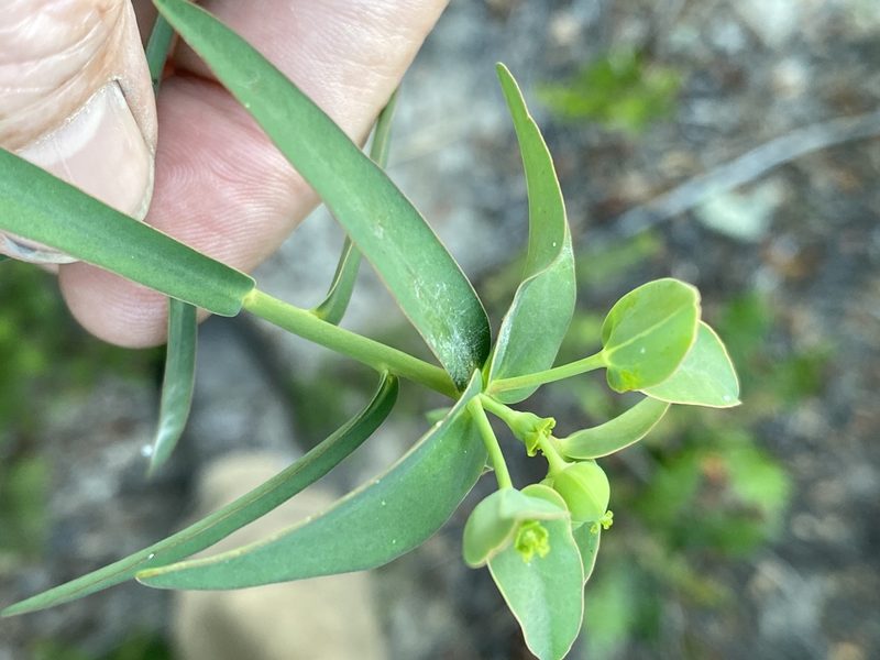 Euphorbia floridana, photographed by Alan Weakley