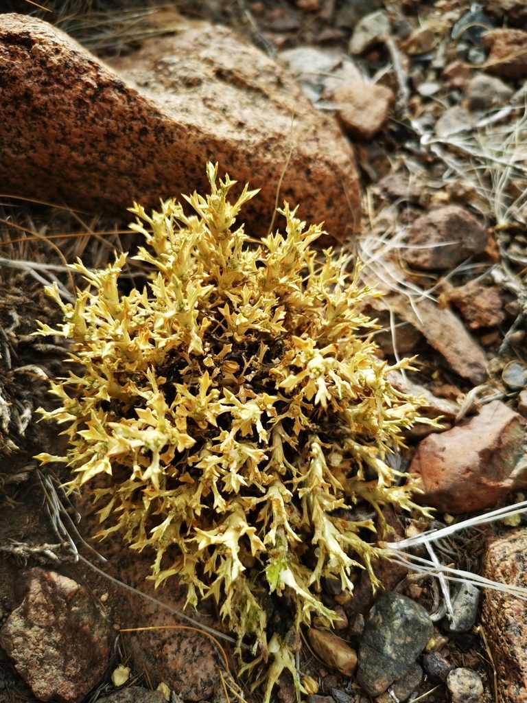 Azorella trisecta, photographed by Aira Francisca Faúndez Fallau