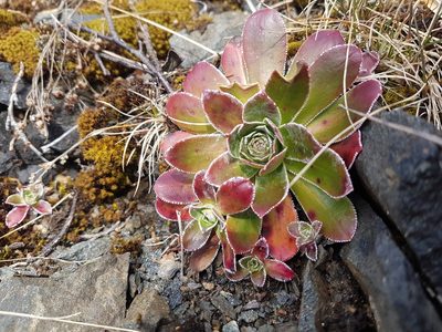 Saxifraga cotyledon, photographed by Thor-Rune Hansen