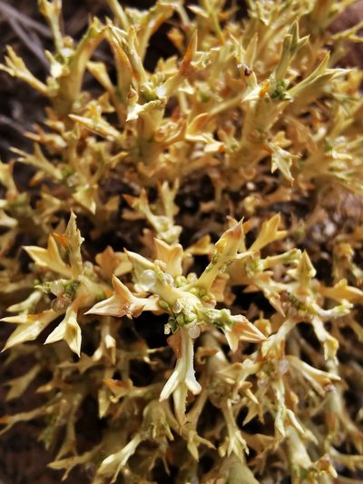 Azorella trisecta, photographed by Aira Francisca Faúndez Fallau