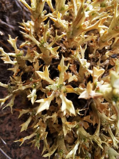 Azorella trisecta, photographed by Aira Francisca Faúndez Fallau