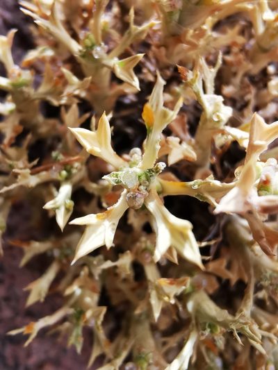 Azorella trisecta, photographed by Aira Francisca Faúndez Fallau