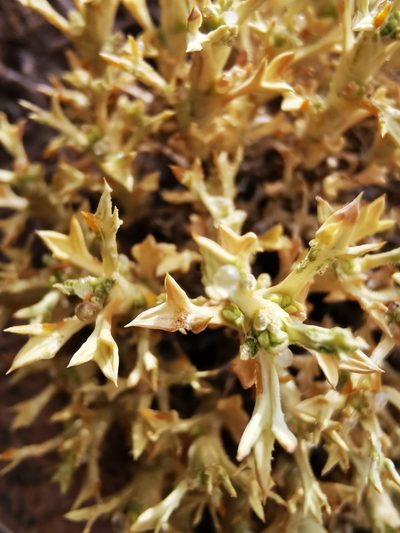 Azorella trisecta, photographed by Aira Francisca Faúndez Fallau