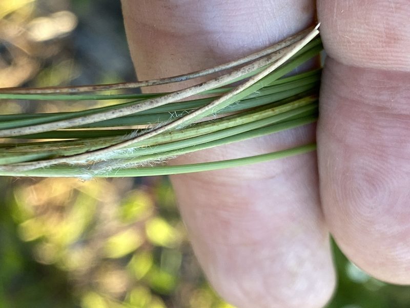 Aristida beyrichiana, photographed by Alan Weakley