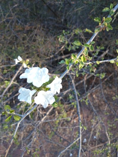 Cordia parvifolia, photographed by Juan Cruzado Cortés