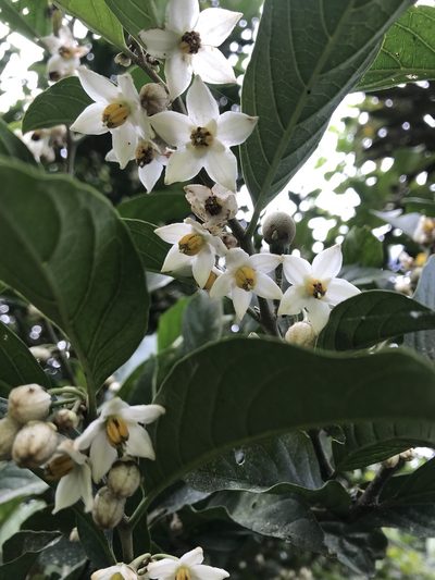 Solanum cornifolium, photographed by Nicolás Baresch Uribe