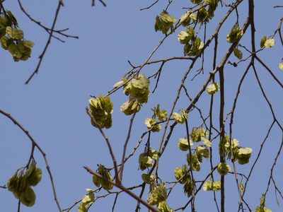 Holoptelea integrifolia, photographed by Dinesh Valke