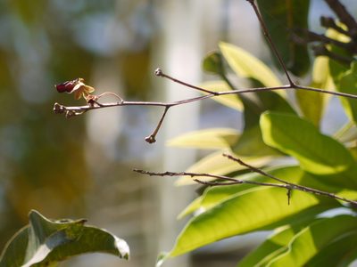 Cottonia peduncularis, photographed by Dinesh Valke