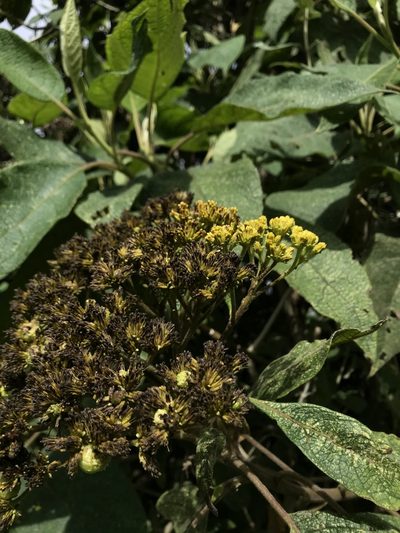 Verbesina crassiramea, photographed by Nicolás Baresch Uribe