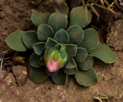 Chaetanthera glabrata, photographed by Nicolás Villaseca Merino