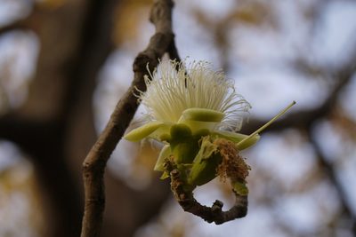 Careya arborea, photographed by Dinesh Valke