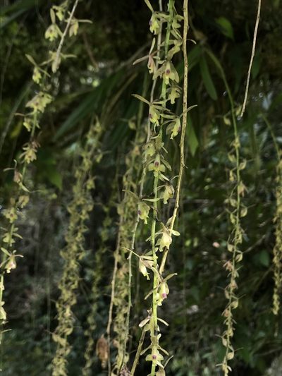 Epidendrum moritzii, photographed by Nicolás Baresch Uribe