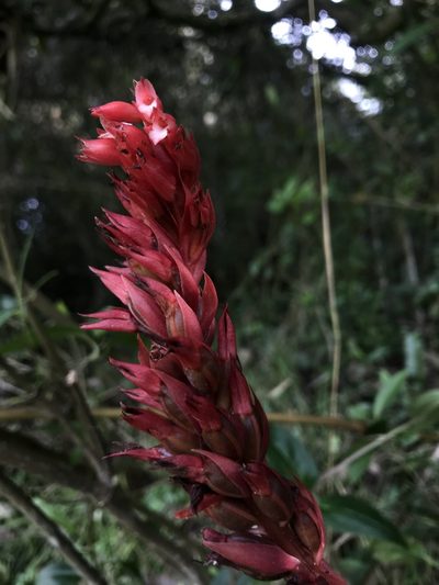 Stenorrhynchos albidomaculatum, photographed by Nicolás Baresch Uribe