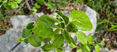 Styrax officinalis, photographed by Vincenzo Lattanzi
