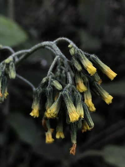 Hieracium avilae, photographed by Nicolás Baresch Uribe