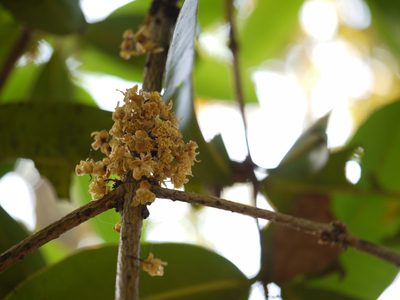 Mammea suriga, photographed by Dinesh Valke