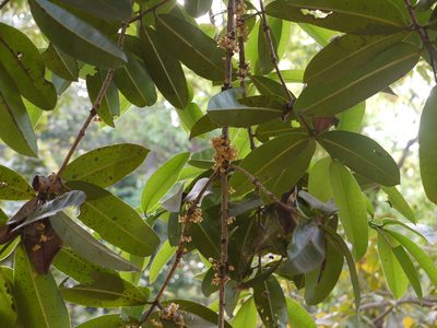 Mammea suriga, photographed by Dinesh Valke
