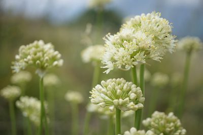 Allium victorialis, photographed by xulescu_g