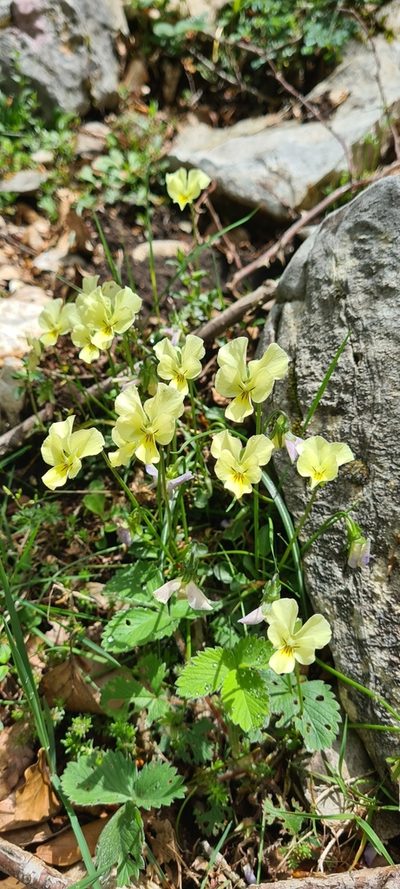Viola eugeniae, photographed by Vincenzo Lattanzi