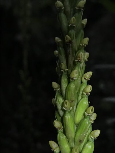 Prescottia stachyodes, photographed by Nicolás Baresch Uribe