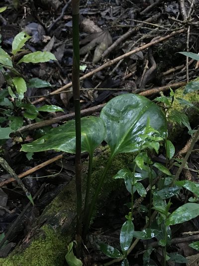 Prescottia stachyodes, photographed by Nicolás Baresch Uribe