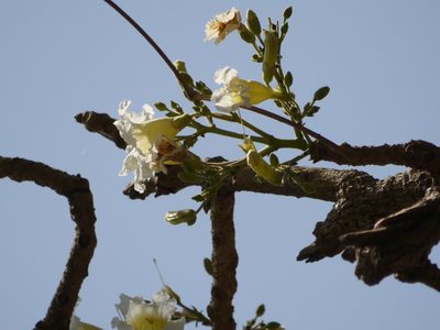 Radermachera xylocarpa, photographed by Dinesh Valke
