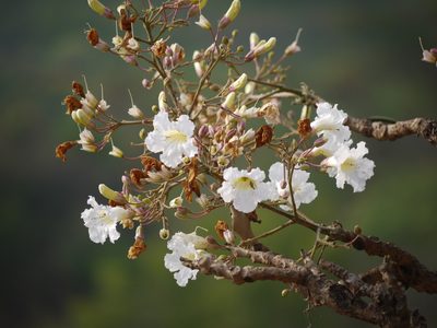 Radermachera xylocarpa, photographed by Dinesh Valke