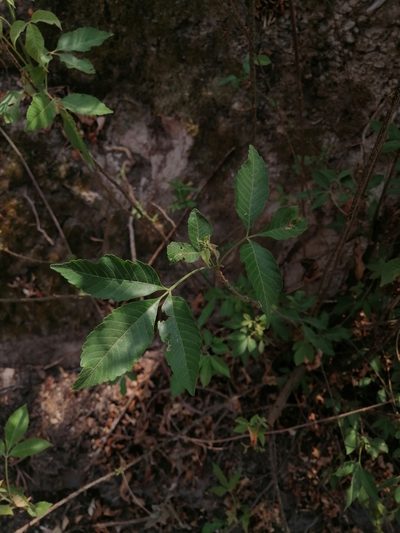 Thouinia acuminata, photographed by Erick Vélez Sánchez