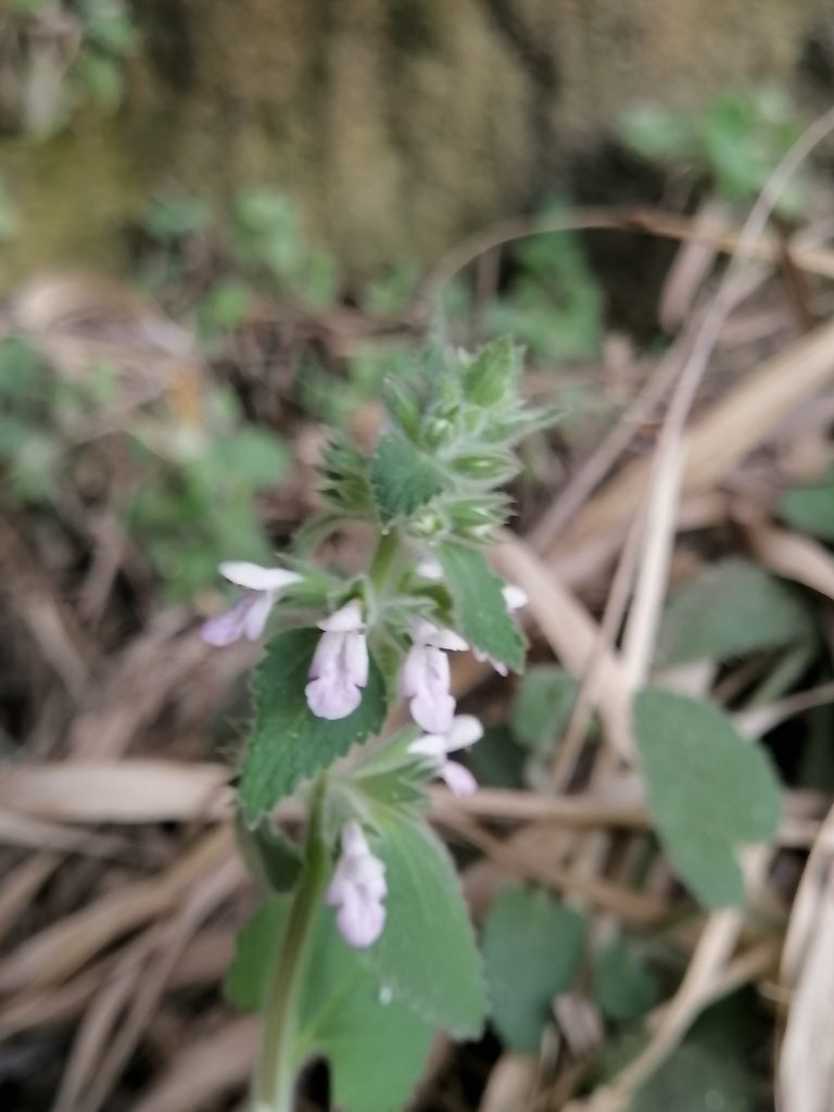 Stachys harkerae, photographed by Erick Vélez Sánchez