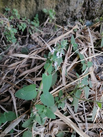 Stachys harkerae, photographed by Erick Vélez Sánchez