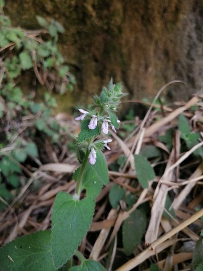 Stachys harkerae, photographed by Erick Vélez Sánchez