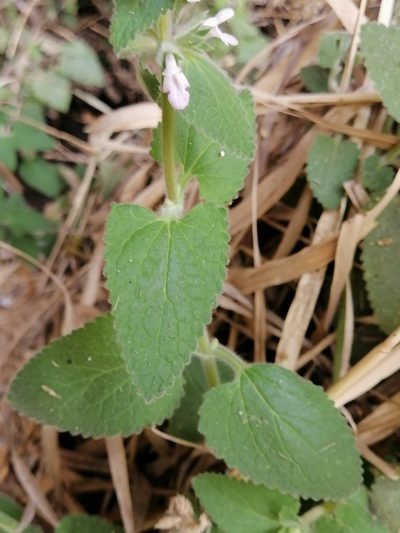 Stachys harkerae, photographed by Erick Vélez Sánchez