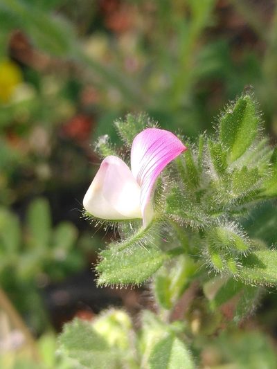 Ononis reclinata, photographed by Yves Bas