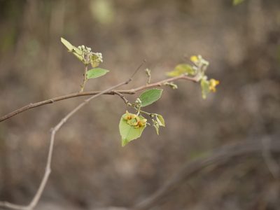 Grewia tiliifolia, photographed by Dinesh Valke