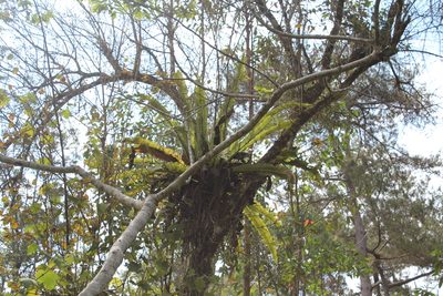 Asplenium mauritianum, photographed by Michael A. Alcorn