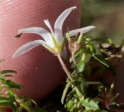 Wahlenbergia tenella, photographed by Dave U