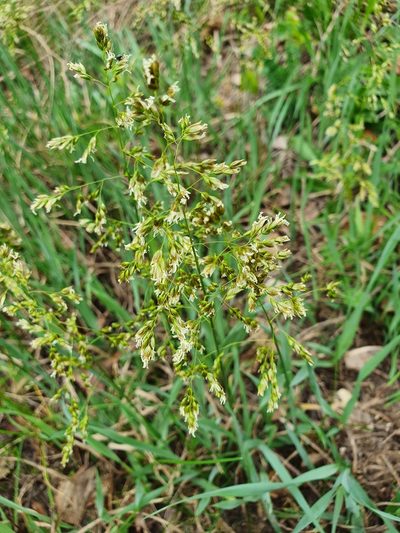 Anthoxanthum repens, photographed by Анна Митрошенкова