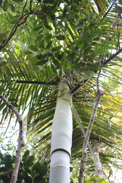 Chrysalidocarpus baronii, photographed by Michael A. Alcorn