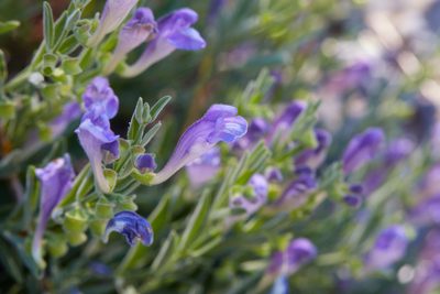 Scutellaria siphocampyloides, photographed by Ken-ichi Ueda