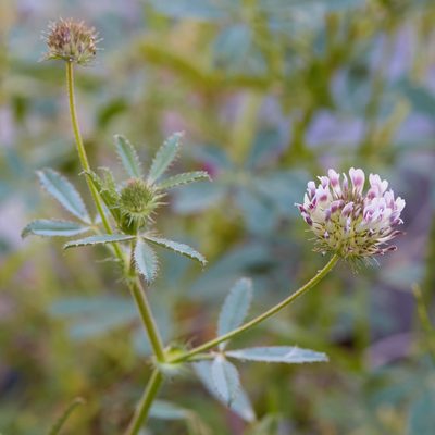 Trifolium obtusiflorum, photographed by Ken-ichi Ueda