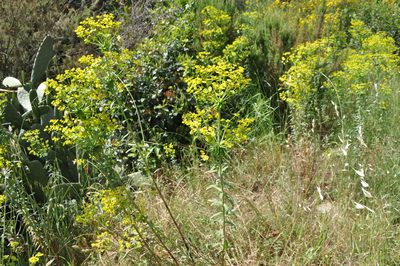 Euphorbia biumbellata, photographed by Josep Gesti
