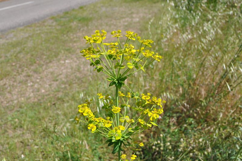 Euphorbia biumbellata, photographed by Josep Gesti