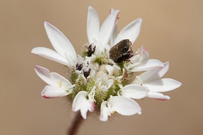 Holozonia filipes